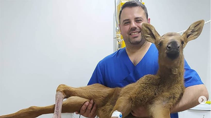 Сбитого на трассе лосенка спасли в Лиде