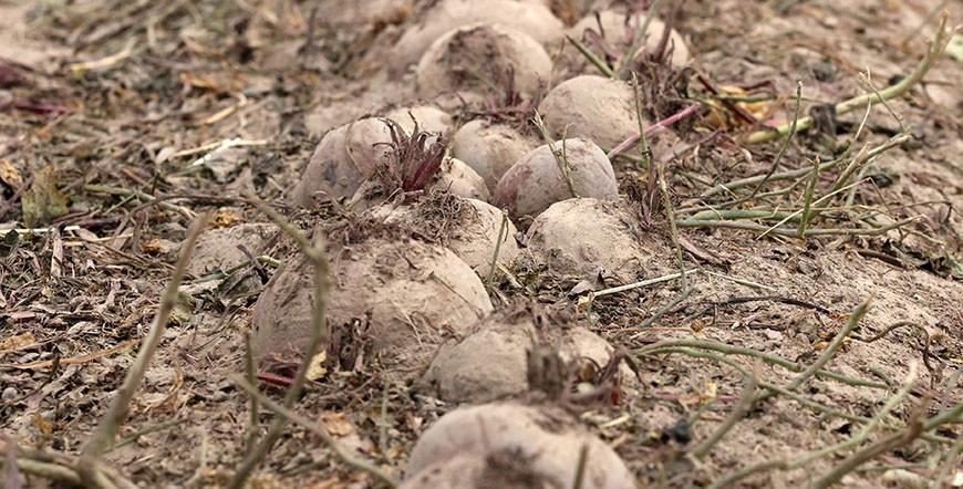 Белгидромет: из-за частых дождей условия для накопления сахаров в свекле ухудшились