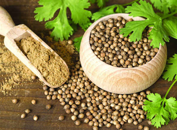It helps relieve fatigue and aids in digestion. What properties coriander is valued for 