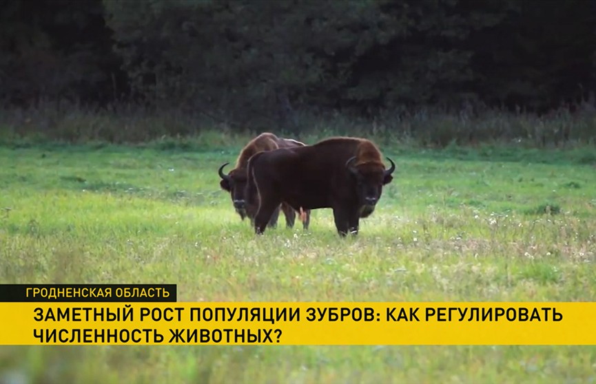 Популяции зубров в Гродненской области не хватает места. Что делать с таким большим поголовьем? (+видео)