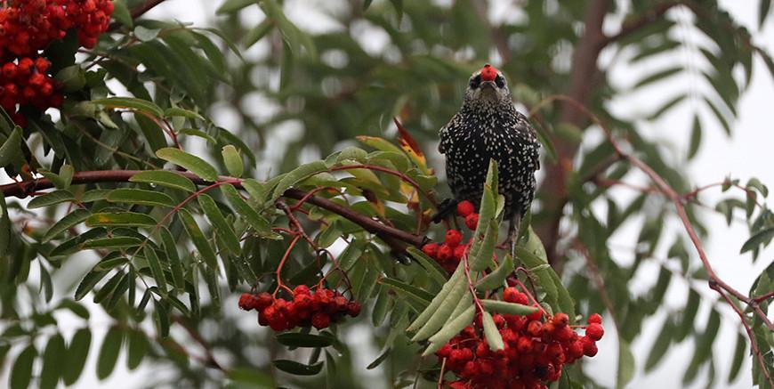 Дождь, мокрый снег и слабый гололед ожидаются в Беларуси 19 октября