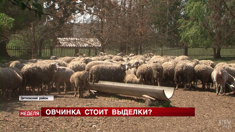 Консервы для детского питания, дубленки и настоящий шашлык из баранины. Как наладить развитие овцеводства в Беларуси? (+видео)