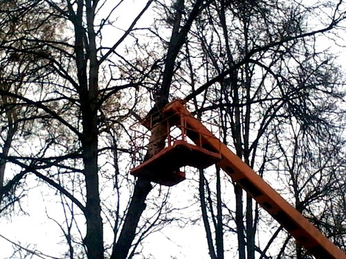 В Гродно подстригли деревья