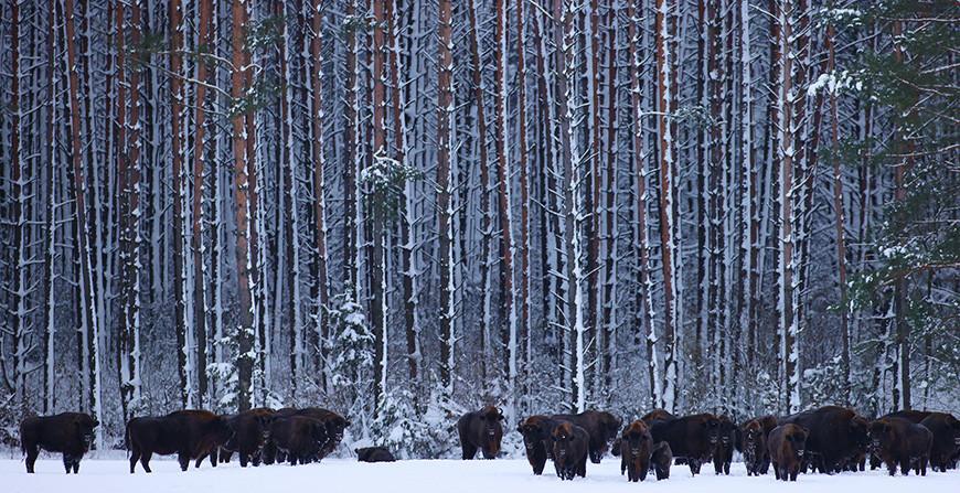 Белорусские зубры отправятся в Башкортостан