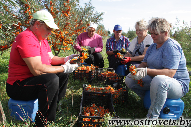 Пацеркі каралевы, або Як на Астравеччыне ўбіраюць абляпіху
