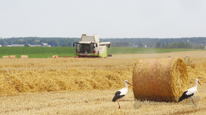 На земле могут быть разные формы хозяйствования, но приоритет нужно отдавать тем, кто может произвести больше и с меньшими затратами, обеспечить собственную продовольственную безопасность и активно работать на экспорт