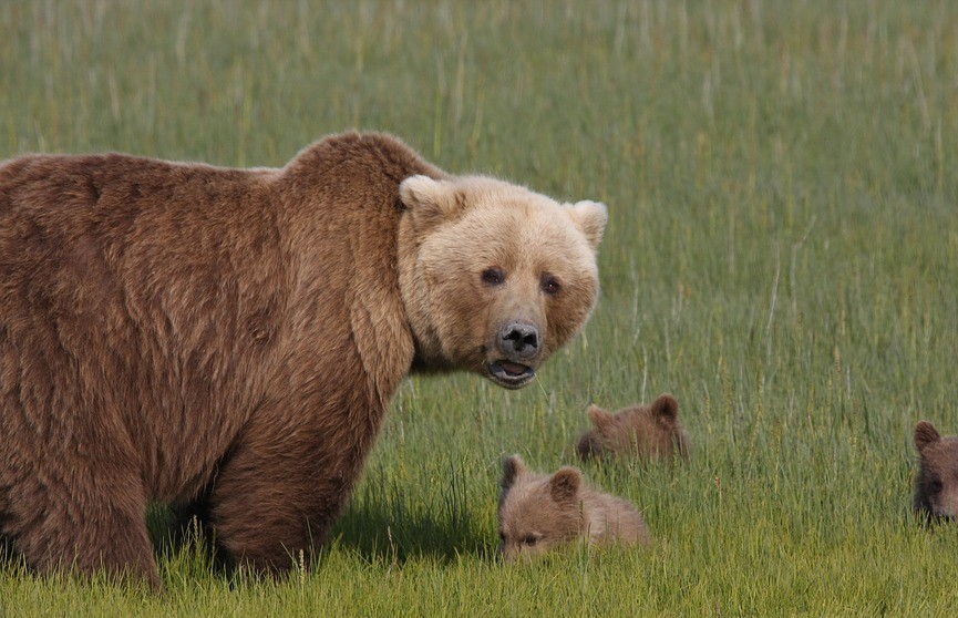 Медведица одним прыжком остановила машину, чтобы защитить медвежонка (+видео)