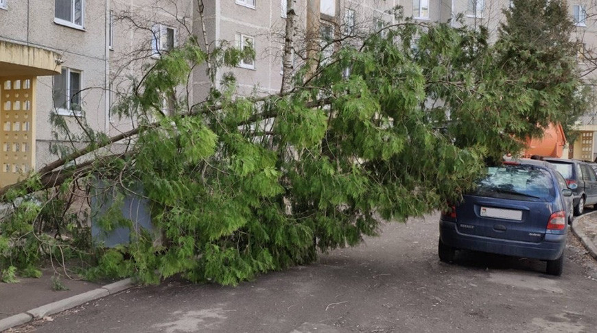 Упавшие кран и деревья, нарушенное электроснабжение: в Беларуси устраняют последствия сильного ветра