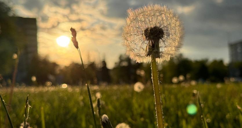 До +27°С и дожди прогнозируются в Беларуси 6 июня