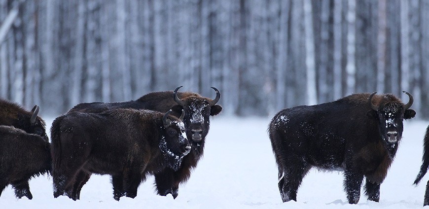 Более 20 зубров провалились под лед в Свислочском районе