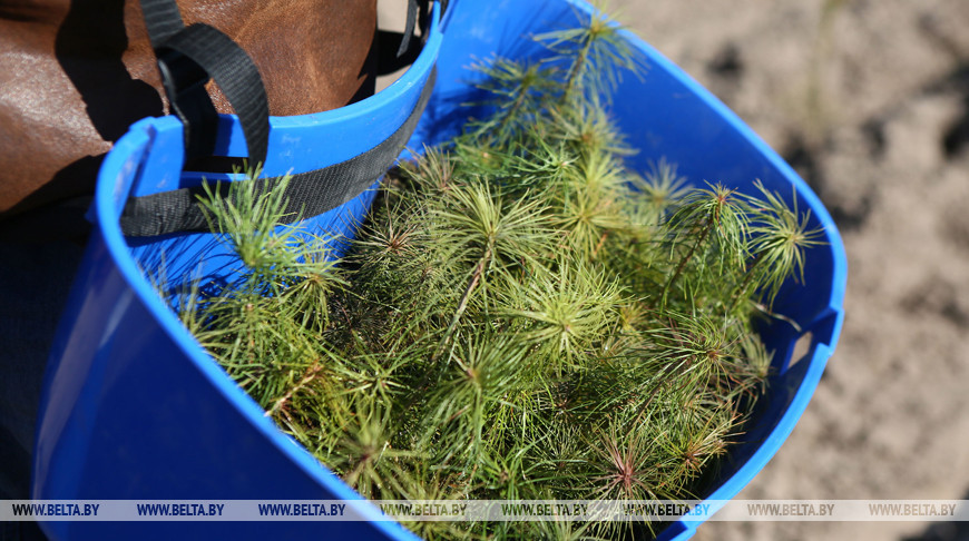 Акция "День озеленения" проходит в Беларуси