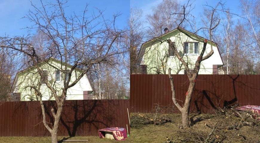 Проводим обрезку в плодовом саду: какие ветви надо удалять немедленно   