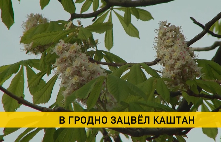 В Гродно зацвел каштан 