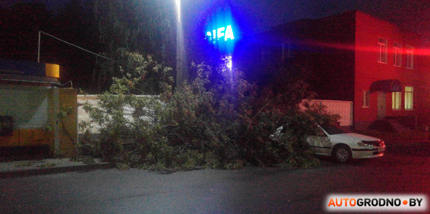  На улице Лидской в Гродно на припаркованный Peugeot  упало дерево. Что надо делать в таком случае?