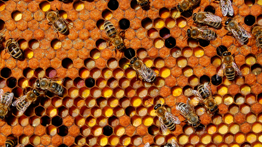 Природная аптека: чем полезны пчелиная перга и пыльца