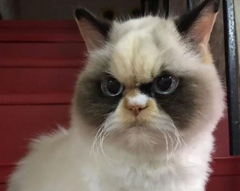 Убийственно милый взгляд: новый Grumpy Cat покоряет соцсети
