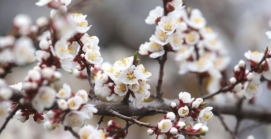 Ночью заморозки, днем до +21°С: синоптики о погоде на 6 мая