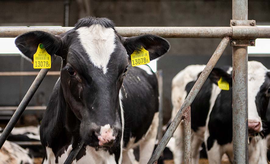 Ветврач и бригадир одного из сельхозпредприятий Слонимского района скрыли падеж более 40 голов скота