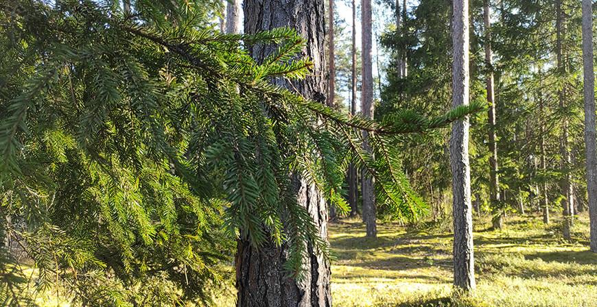 В двух районах Гродненской области ограничено посещение лесов