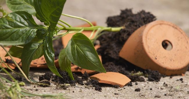 Хулиган из Новогрудского района повредил 50 штакетин в заборе и разбил горшки с цветами на детской площадке