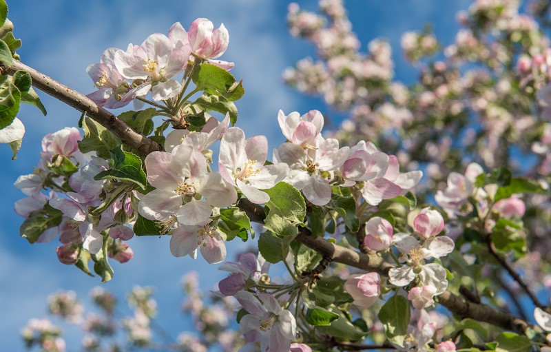 Яблоневые сады будут высажены по всей Беларуси в честь Года белорусской женщины