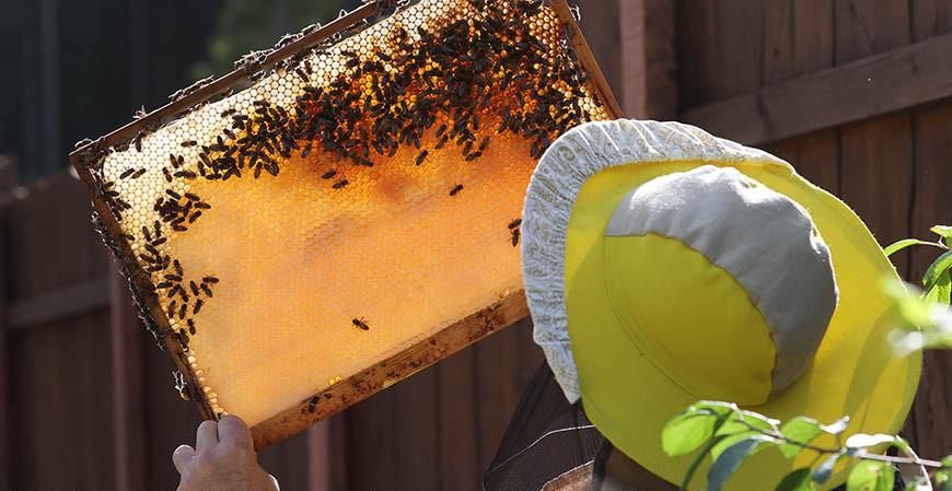 Гродненская инспекция МНС выявила нарушения в работе пчелиной фермы