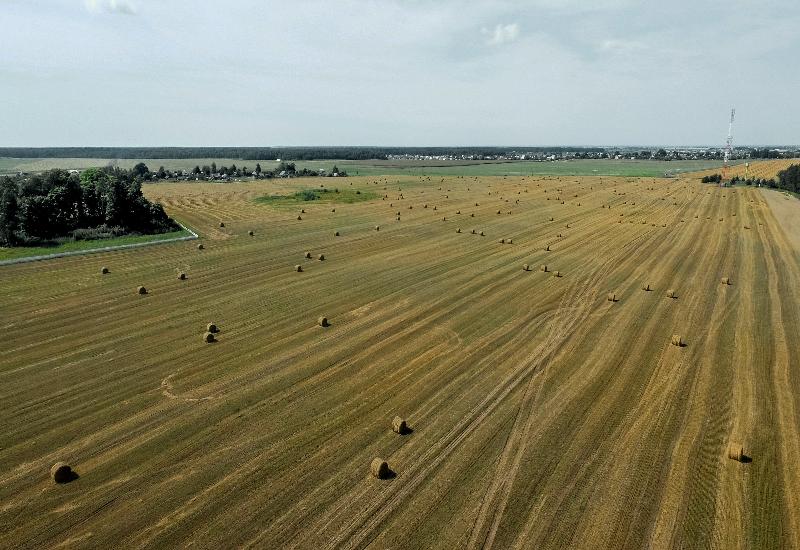В Беларуси зерновые убраны на половине площадей