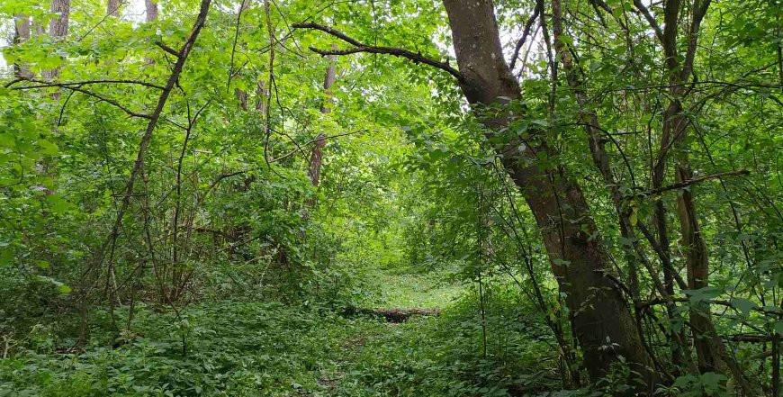 Пенсионер заблудился в лесу под Гродно: на помощь пришли спасатели