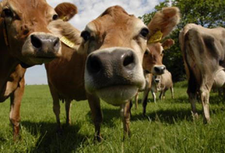 Мужчина ограбил силосную яму в  Вороновском районе