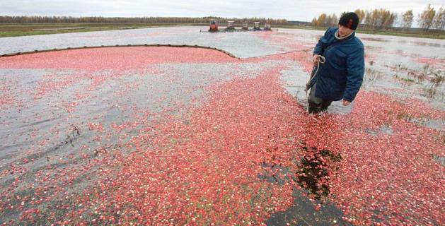 В Беларуси установлены сроки сбора клюквы и брусники