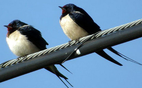 В список птиц Беларуси планируется включить три новых вида