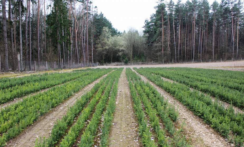 Тысячи участников, миллионы новых деревьев. «Неделя леса» продолжается на Гродненщине