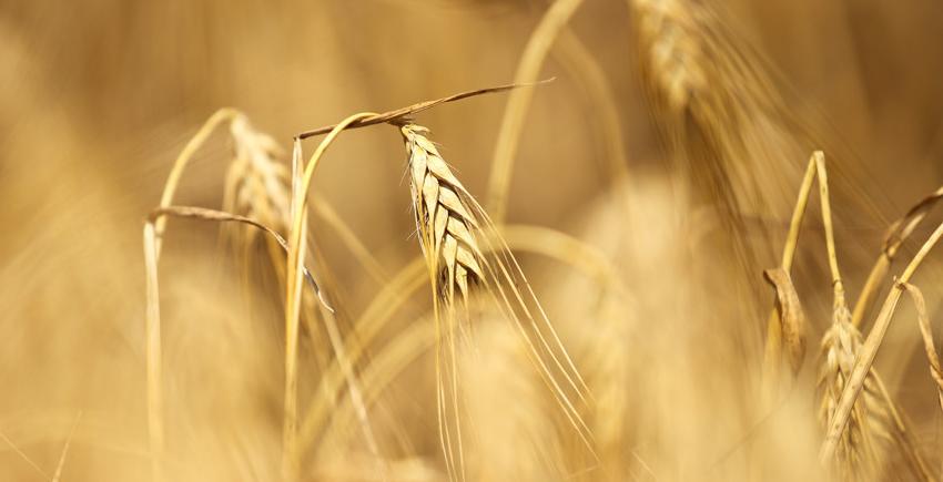Первый миллион тонн зерна намолочен в Беларуси