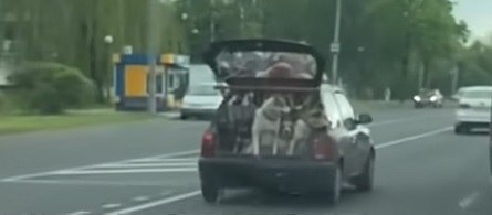 В Гродно нашли водителя, катавшего собак в открытом багажнике