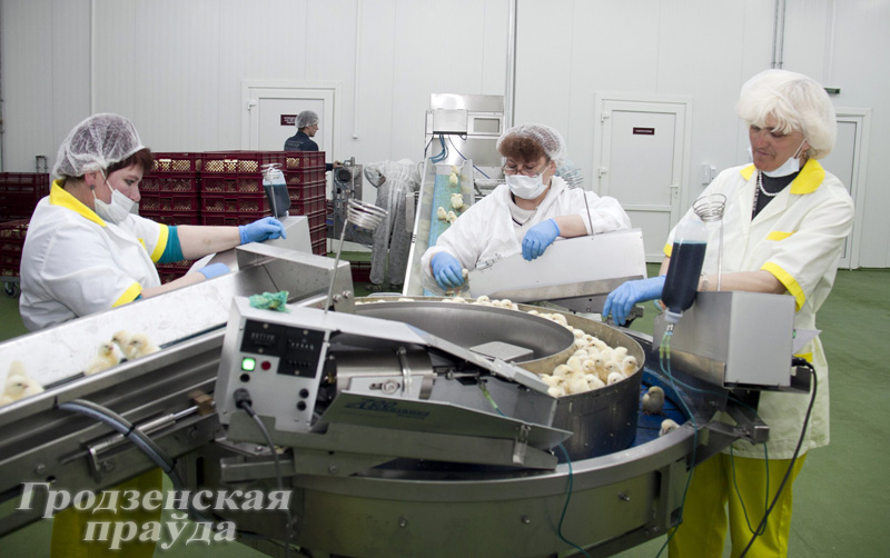 Современный инкубатор по выращиванию суточных цыплят запущен на Щучинской птицефабрике