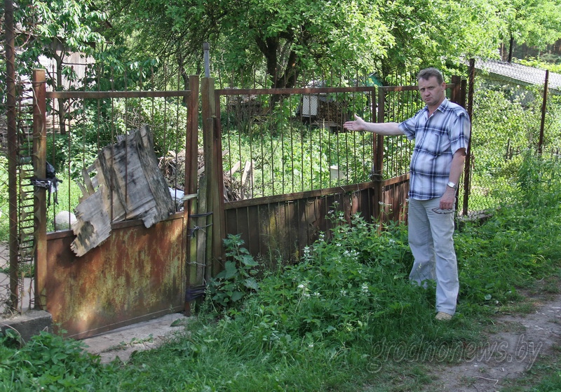 Свора собак на участке гродненской дачницы не дает покоя соседям 