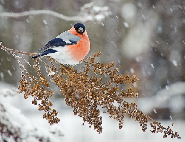 В начале марта в Беларуси ожидается зимняя погода со снегом и морозом