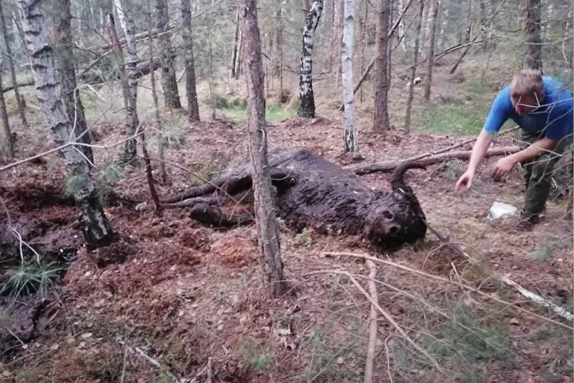 Под Слонимом зубр провалился в торфяную яму