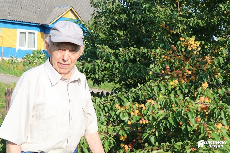 Абрикосы в белорусском климате. Ошмянец на своем участке выращивает экзотические плоды