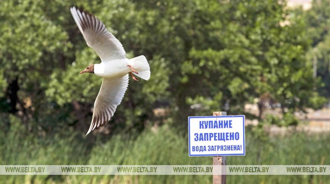 В Беларуси ограничено купание в 31 зоне отдыха, запрещено - в девяти