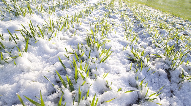 Усилившиеся морозы не нанесли вреда озимым зерновым