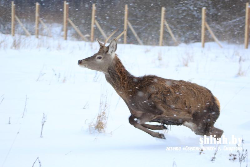 Благородных оленей начали разводить в Сморгонском лесхозе (+Видео)