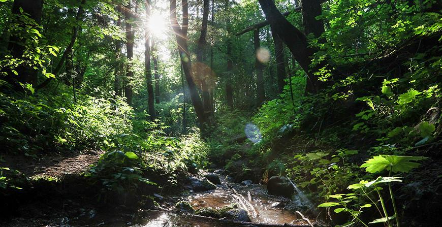Во всех районах Гродненской области запрещено посещение лесов
