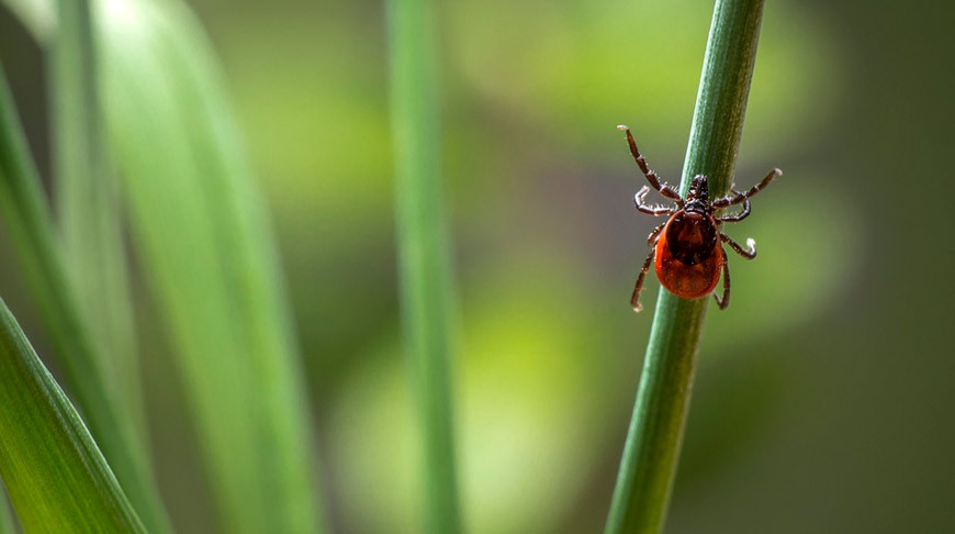 Клещи: где таятся коварные кровососы?