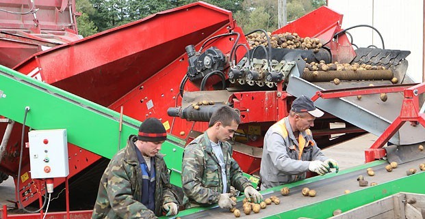 В Беларуси убрано более половины площадей картофеля
