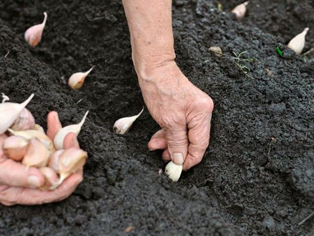  Посадка чеснока осенью: как подготовить грядки и выбрать зубчики  
