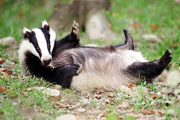  Под Гродно в лесу бешеный барсук напал на мужчину