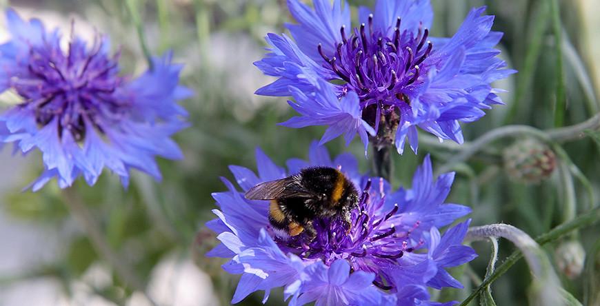 Оранжевый уровень опасности из-за жары объявлен в Беларуси на 16 июля