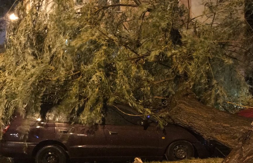 Фотофакт: В Бресте сильный ветер валил деревья на автомобили