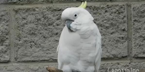 Без внимания начинается депрессия. Посмотрите, как в зоопарке Гродно проводит время желтохохлый какаду